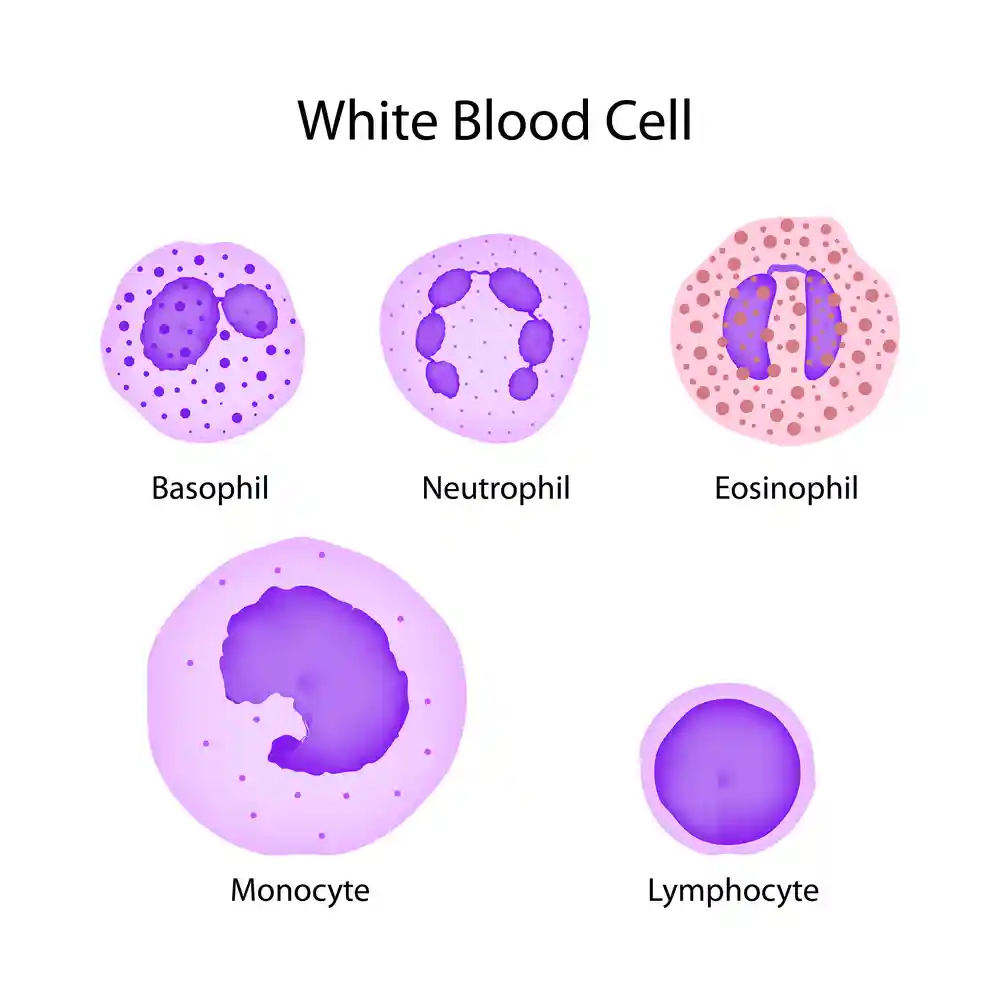 Understanding White Blood Cell Count - Normal, High, & Low